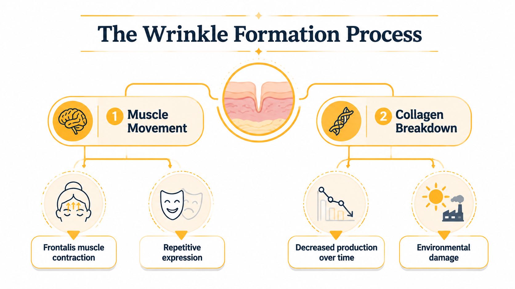 A diagram illustrating the biological process of wrinkle formation through muscle movement and collagen breakdown.